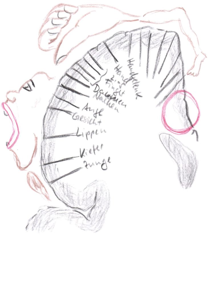 Das Rindenmännchen. Eingekreist ist das Areal in der Gürtelwindung, in dem die emotionale Bewertung des Shmerzes vorgenommen wird.
Zeichnung Ute-Gabriela Schneppat