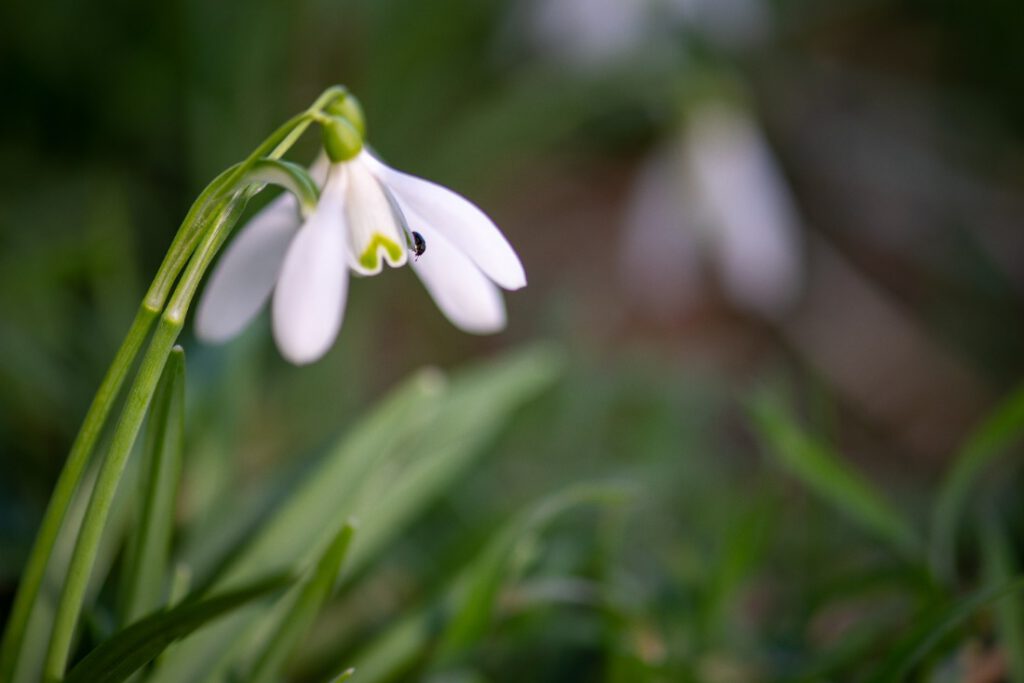 Schneeglöckchenblüte mit krabbelnden, kleinem schwarzen Käfer