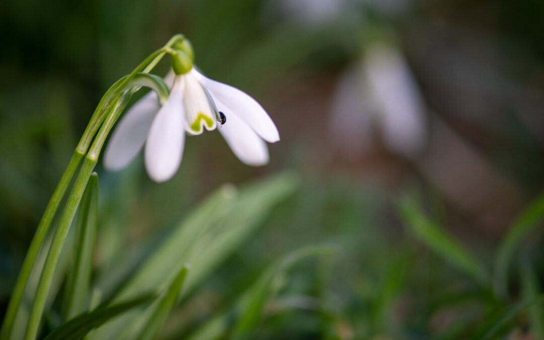 Imbolc – Lichtmess