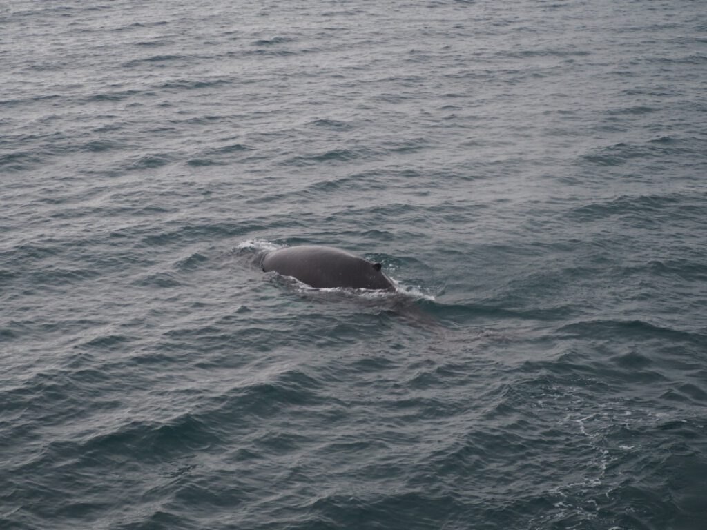 Wal in der Bucht von Reykjavik