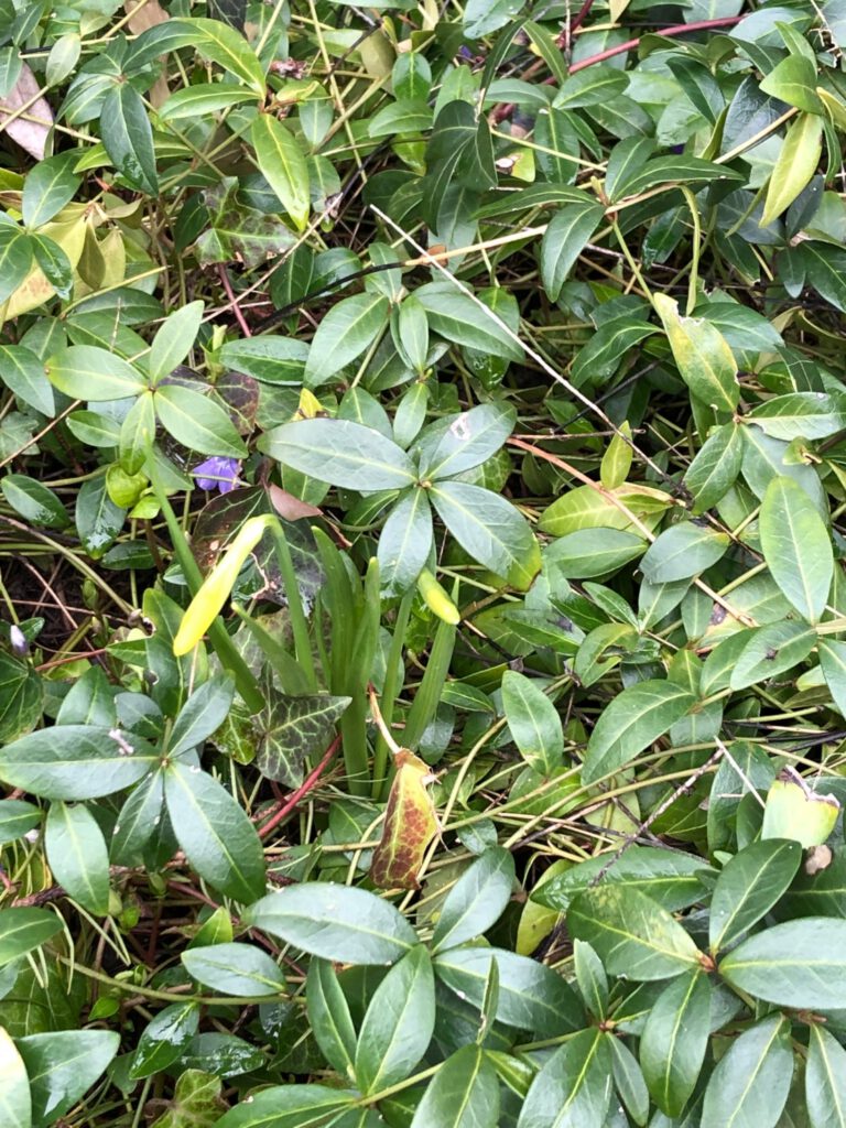 Die ersten Blüten kommen zaghaft im Beet