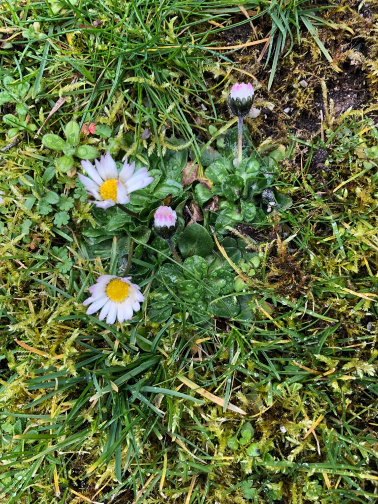 Die Gänseblümchen zeigen die ersten Blüten