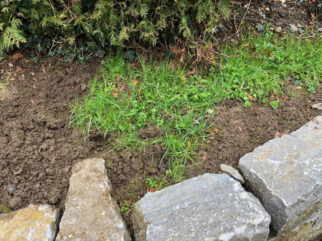 Auf dem Beet zwischen der Mauer und der Hecke hat sich viel Unkraut ausgesät