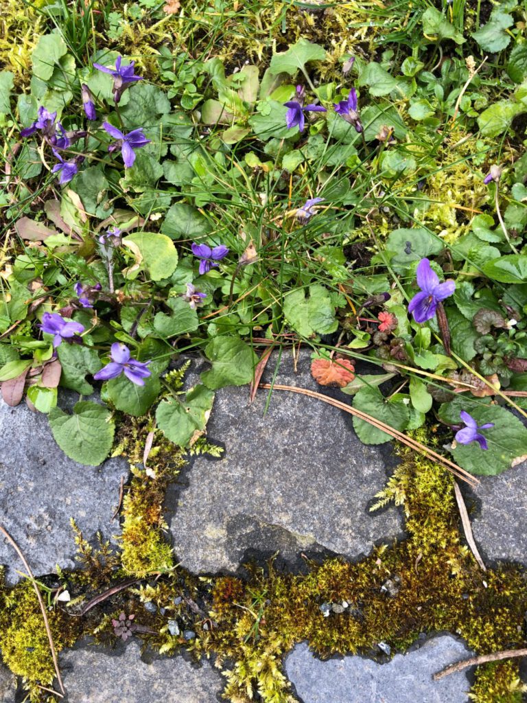 Die ersten Vielchen blühen mit ihren zarten, violetten Blüten im Garten neben den grauen Basaltsteinen der Wegumrandung