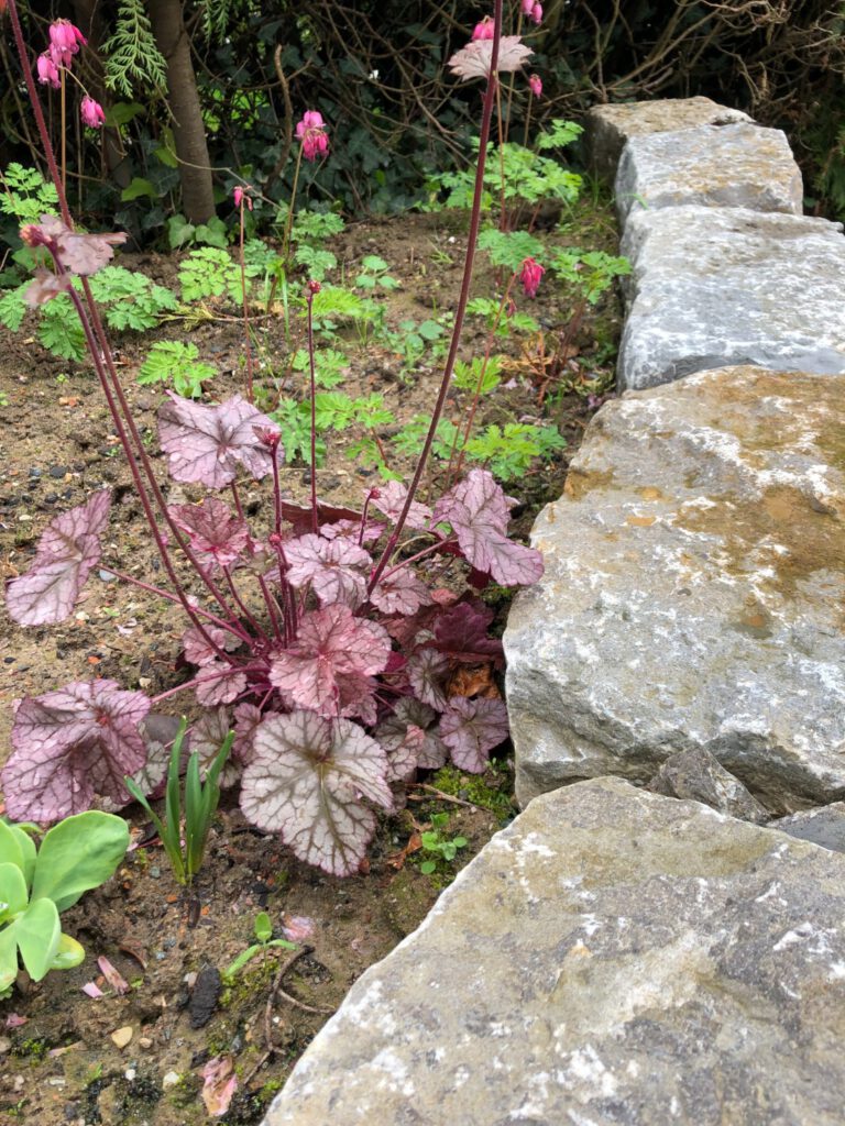 blühende Pupurglöckchen und Herzblumen