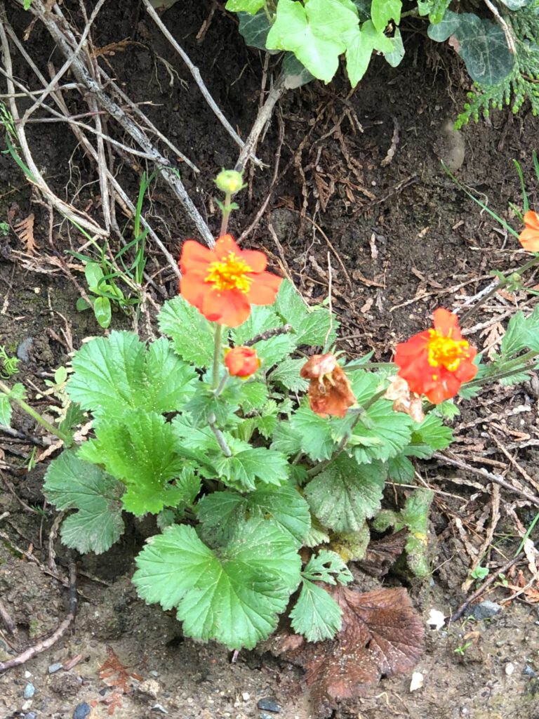 orangefarben blühende Nelkenwurz