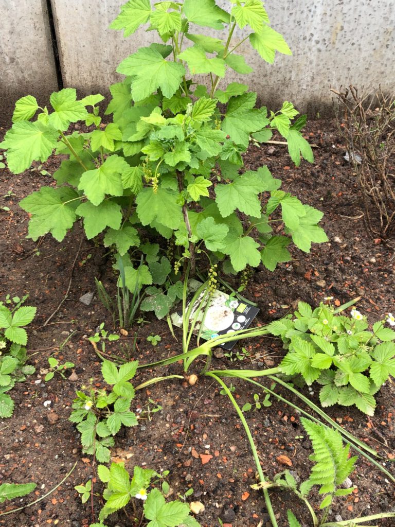 Johannisbeere und Walderdbeeren im Obstbeet