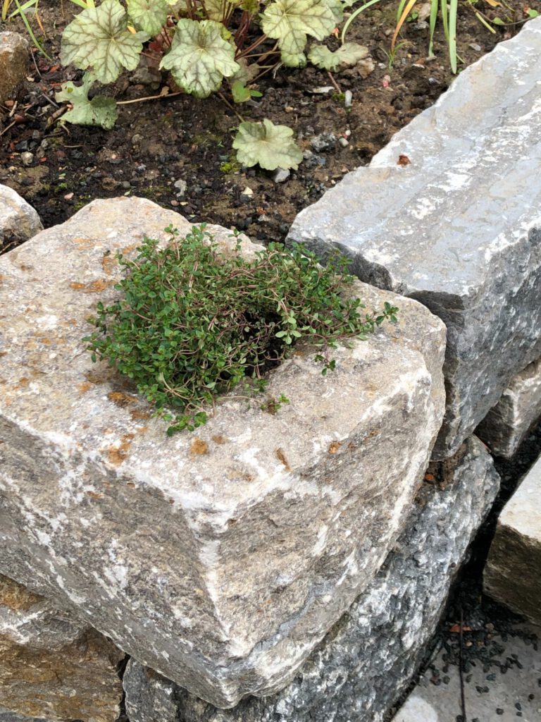 Feldthymian im Bohrloch in der Trockenmauer neben der Treppe