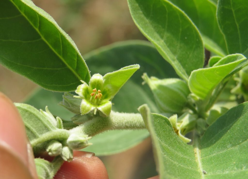 Ein geöffneter, hellgrüner, ca. halbfingernagelgroßer Ashwagandha Blütenkelch mit deutlich erkennbaren Pollenstand mit jeweils 5 Blütenblättern und 5 Pollenständern. Das Größenverhältnis lässt sich durch den links im Bild befindlichen Daumennagel abschätzen. Der Blütenkelch sitzt auf einem etwa halb so breiten, pelzig aussehenden hellgrünen Ast, von dem mehrere Knospen und halbspitz zulaufende Blätter abgehen