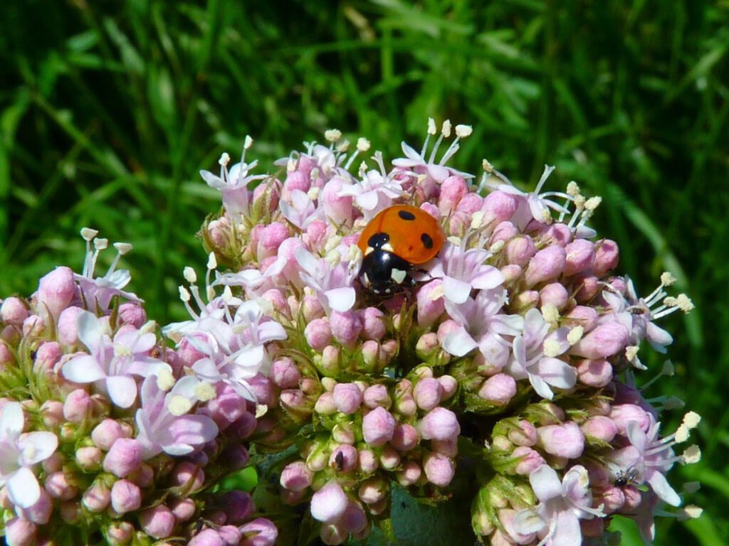 Im Vordergrund Blütendolden mit kleinen, rosafarbenen, fünfblättrigen Blütenkelchen mit innenliegenden, über den Rand herausragenden, weißlichen Pollenstand und Knospen. Mitten auf der Blüte sitzt ein Marienkäfer, den Kopf dem Betrachter zugewandt. Im Hintergrund unscharf grüne Grasstengel