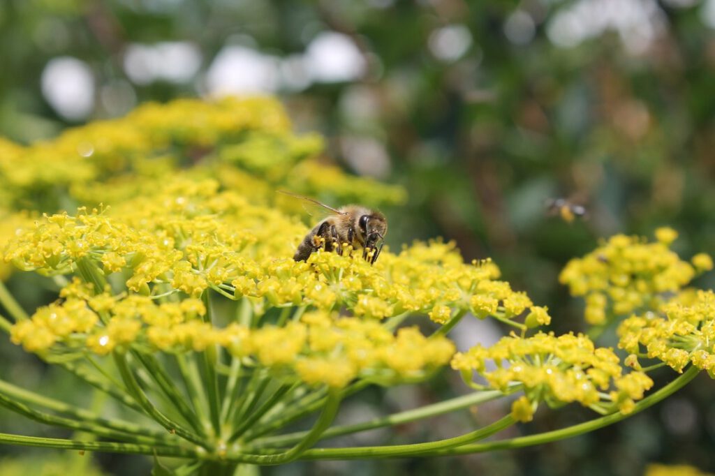 Im Vordergrund sitzt eine Biene auf den hellgelben, klein-blütrigen Blütendolden des Fenchels. Mehrere kleine Blüten sind jeweils zu einer Blütengruppe durch Verzweigung der unten liegenden, hellgrünen Blütenstängel in einer Dolde zusammengefasst
