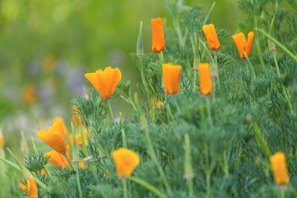 Im Vordergrund teilweise leicht geöffnete und zum Teil geschlossene, gold-orangenfarbige Mohnblüten an dicklichen, hellgrünen Stengeln mit dunkelgrünen, farbig aufgespaltenen Blättern. Im Hintergrund unscharf eine Blumenwiese mit goldgelben und lilafarbenen Blumen