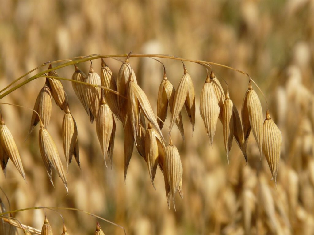 Nahaufnahme einer Haferrispe. Die doppelgespaltenen Körner hängen an ihren spitz zulaufenden, braungelben, längsgestreiften Hülsen am filigranen, waagrecht verlaufenden Halm. Im Hintergrund unscharf das Haferfeld