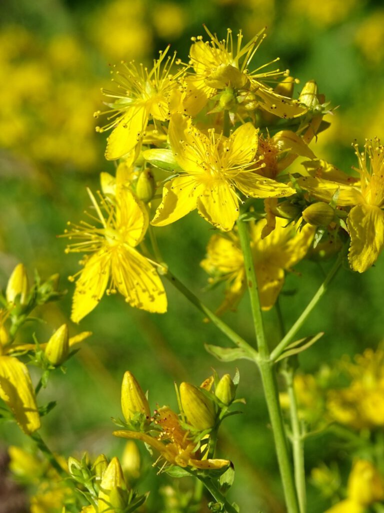 Nahaufnahme des Blütenstands einer Johanniskrautpflanze mit geöffneten Blüten. Die fünfblättrigen, spitz zulaufenden Blütenblätter umrahmen die filigranen gelben Pollenstandstengel. Die Blüten verzweigen sich in Gruppen von den hellgrünen Stengeln mit kleinen Blättern. Unterhalb der Blütendolde weitere Dolden mit gelben Knospen