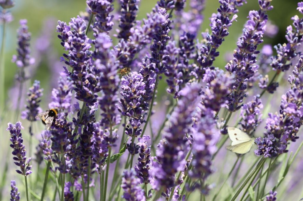 Nahaufnahme von Lavendelblüten. Die vorderen und hinteren Blüten unscharf. In der Mitte sind die lilafarbenen Blütenstände an grünen Stängeln gut zu erkennen. Am linken Bildrand sitzt eine Hummel auf einer Blüten, knapp links von der Bildmitte eine Schwebwespe und am rechten Rans ein blaßgelber Falter.