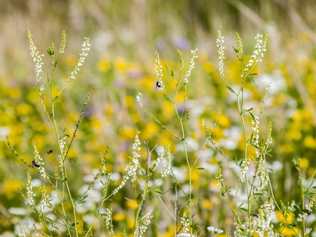 Im Vordergrund drei höhere und mehrere halbhohe filigrane, weiße Blütendolden des Steinklees an zarten, hellgrünen Stengeln. Am linken und mittleren hohen Blütenstand ist jeweils eine Biene an einer Blüte. Eine dritte Biene fliegt in Richtung des linken hohen Blütenstengels. Im Hintergrund unscharf eine Blumenwiese mit weißen, gelben und vereinzelt lilafarbenen Blüten.