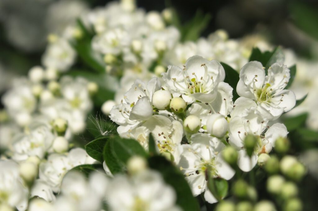 Nahaufnahme einer Weißdornblüte am Strauch mit teilweise geöffneten weißen Blütenkelchen und gut sichtbaren Pollenstempeln. Teilweise sind die Blüten noch im Knospenstadium. Zwischen den einzelnen Blütenständen lugen die dunkelgrün-glänzenden Blätter hervor.